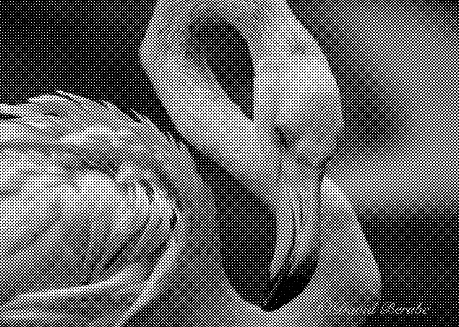 A flamingo as a newspaper halftone.