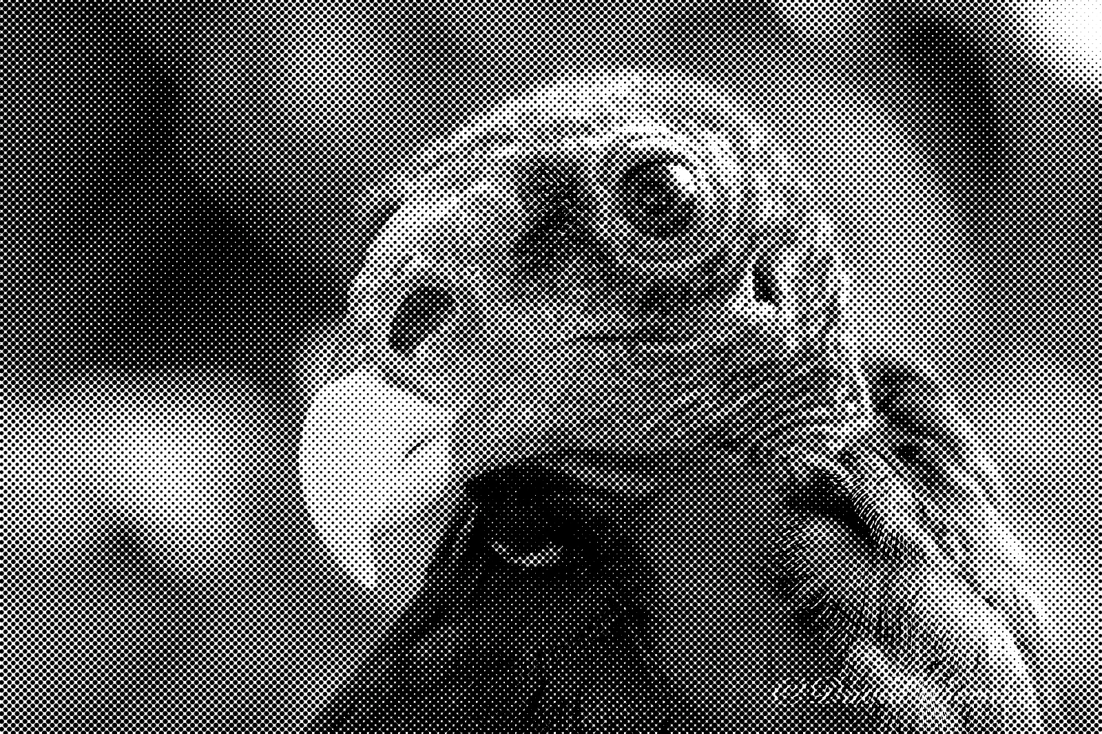 A turkey vulture’s head redrawn as a black-and-white newspaper halftone.