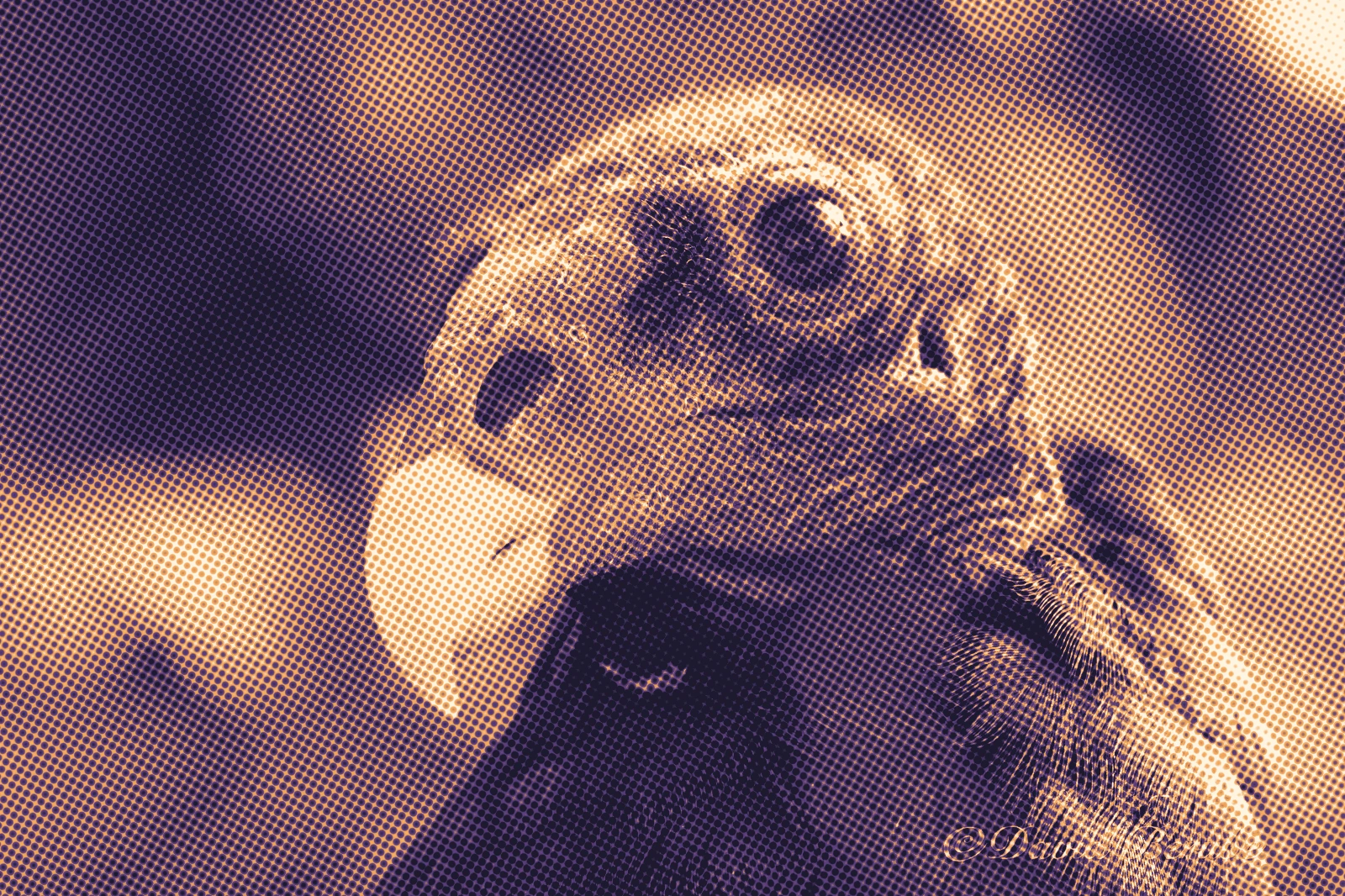 A turkey vulture redrawn as soft plum and amber halftone dots.