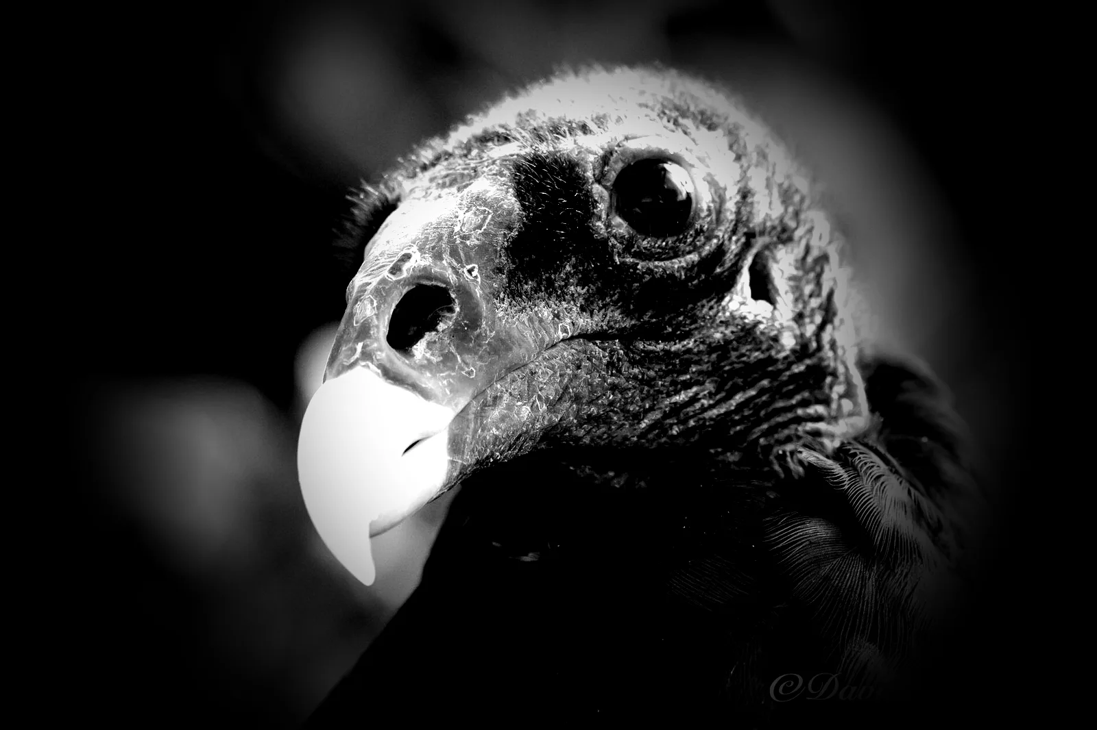 A mask selecting the bright center of the vulture photograph.